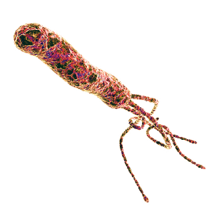 helicobacter pyroli masticha