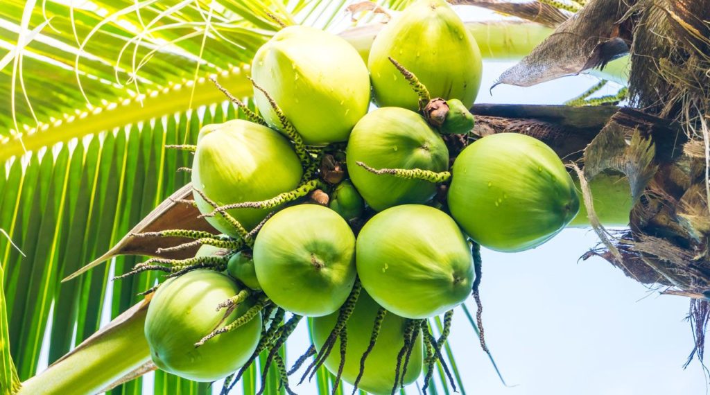 kokosova-palma kokosové mléko